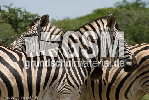 Zebra (26 von 28).jpg